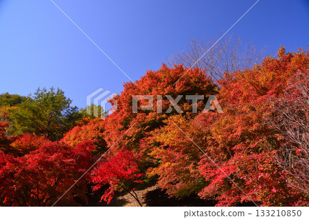 Lake Momiji, where 10,000 maple trees turn color 133210850
