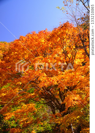 紅葉湖,一萬棵楓樹變色 紅葉湖,一萬棵楓樹變色 133210865
