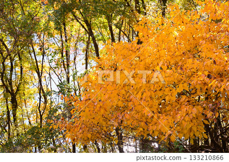 紅葉湖,一萬棵楓樹變色 紅葉湖,一萬棵楓樹變色 133210866