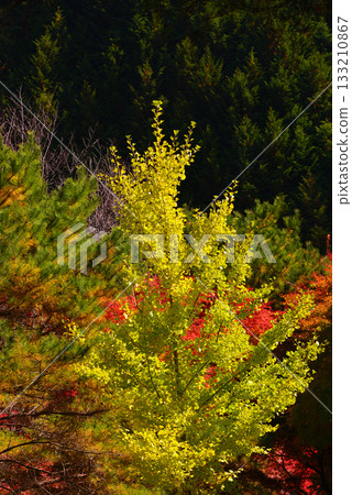 紅葉湖,一萬棵楓樹變色 紅葉湖,一萬棵楓樹變色 133210867