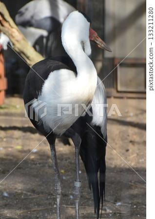 白蜥蜴(東京台東區上野動物園/上野公園) 白蜥蜴(東京台東區上野動物園/上野公園) 133211280