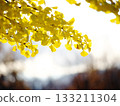 夕陽映照下，銀杏樹的黃葉閃閃發光。 133211304