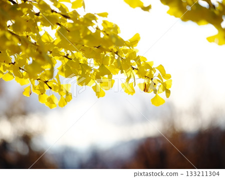 Yellow leaves of ginkgo trees illuminated by the setting sun 133211304