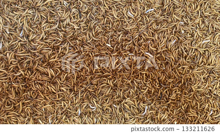 A dense close-up view of live mealworms forming a textured background, commonly used in insect farming, animal feed, and pet food industries. 133211626