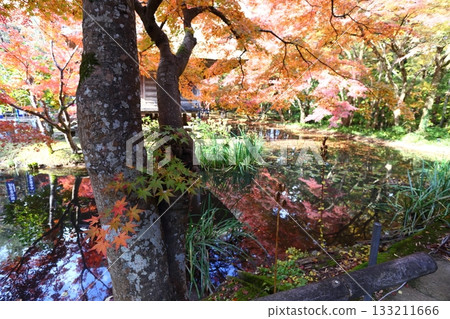 Vibrant autumn leaves reflected on the water surface and Benzaiten Hall of Chusonji Temple Vibrant autumn leaves reflected on the water surface and Benzaiten Hall of Chusonji Temple 133211666