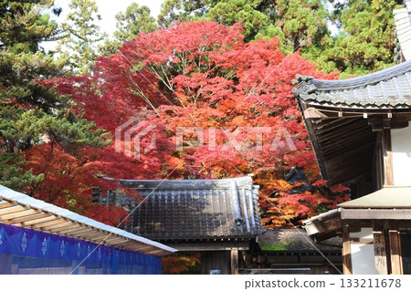 The main hall of Chusonji Temple is surrounded by vibrant autumn leaves 133211678