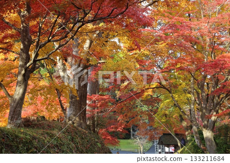 The approach to Chusonji Temple is enveloped in vibrant autumn leaves 133211684