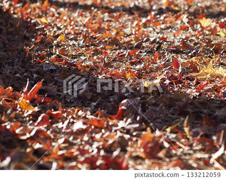 落葉地毯 落葉地毯 133212059