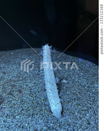 海膽 海膽 133212168