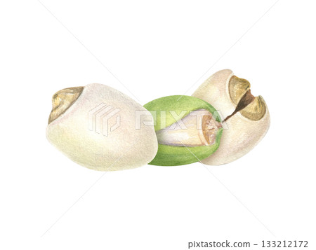 Healthy peeled and in green shell lotus seeds watercolor illustration on isolated background. Makhana nuts. Protein rich superfood for vegan diet label, mindful eating packaging, nutrition blog Healthy peeled and in green shell lotus seeds watercolor illustration on isolated background. Makhana nuts. Protein rich superfood for vegan diet label, mindful eating packaging, nutrition blog 133212172