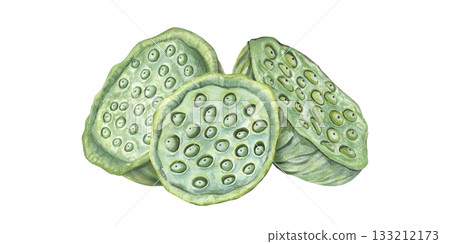 Lotus seed head pile watercolor illustration on isolated background. Green Asian lotus aquatic plant with seeds composition. Water Lily pods heap for cosmetic, food decor, invitations, packaging Lotus seed head pile watercolor illustration on isolated background. Green Asian lotus aquatic plant with seeds composition. Water Lily pods heap for cosmetic, food decor, invitations, packaging 133212173