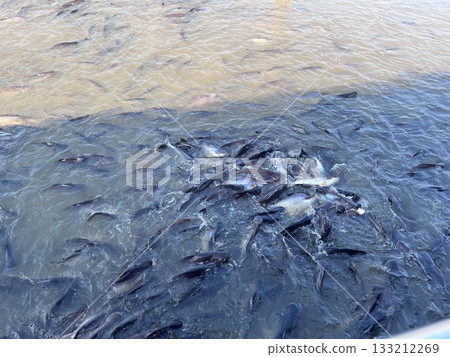 一群魚在混濁的水中游動 一群魚在混濁的水中游動 133212269