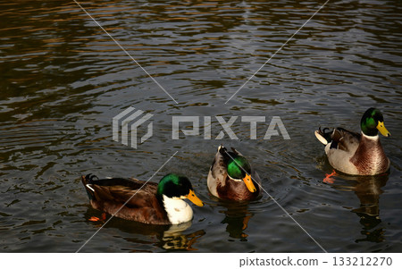 Mallard Ducks Swimming Mallard Ducks Swimming 133212270