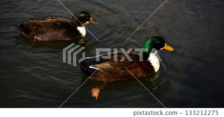 Mallard Ducks Swimming 133212275
