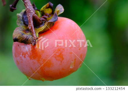 未採摘的柿子 133212454