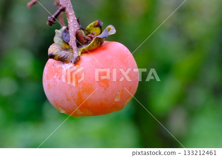 未採摘的柿子 未採摘的柿子 133212461