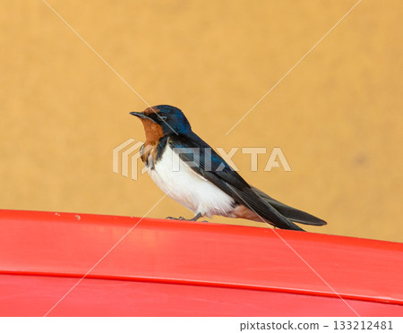 A swallow standing against a modern background A swallow standing against a modern background 133212481