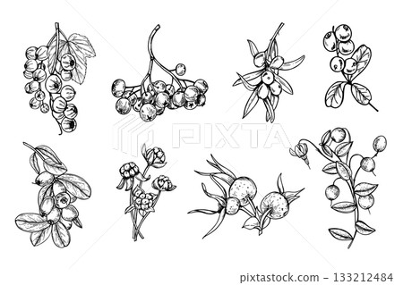 Forest berries clip art vector isolated illustration painted by black inks. Wild red currant, rowan, cranberry, sea buckthorn, cloudberry and rosehip set etching drawing. for organic food packaging 133212484