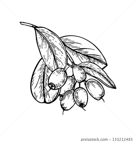 Monochrome blueberry branch with ripe berry bunch and leaves vector isolated illustration painted by black inks. Hand drawn berries on twig realistic sketch for harvest design, horticultural guides 133212485