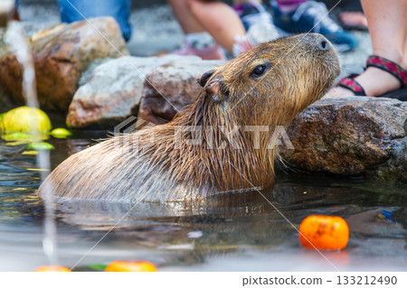 The docile capybaras interact closely with tourists at tourist attractions. 133212490