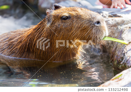 溫馴的水豚在觀光景點與遊客親近互動 溫馴的水豚在觀光景點與遊客親近互動 133212498