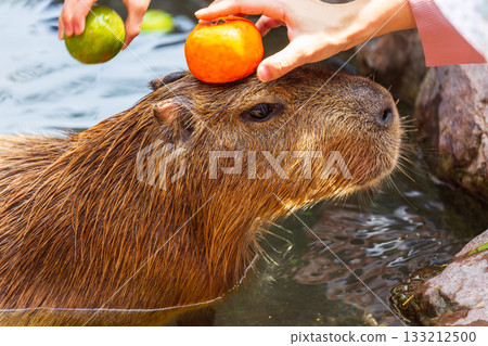 溫馴的水豚在觀光景點與遊客親近互動 133212500