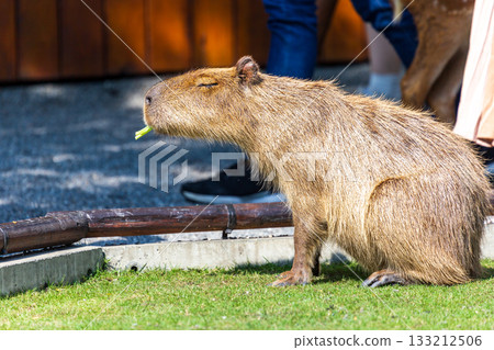 The docile capybaras interact closely with tourists at tourist attractions. 133212506