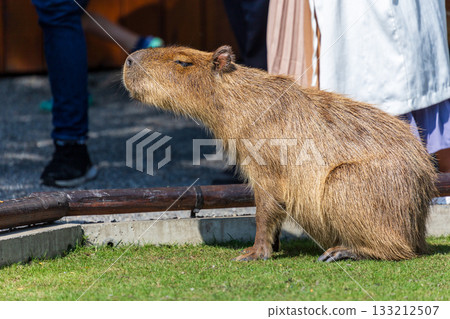 溫馴的水豚在觀光景點與遊客親近互動 133212507