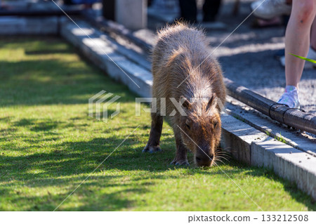 溫馴的水豚在觀光景點與遊客親近互動 133212508