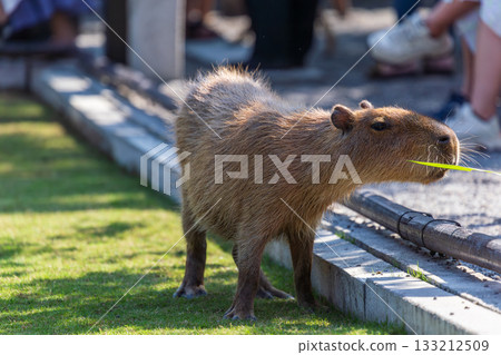 溫馴的水豚在觀光景點與遊客親近互動 133212509