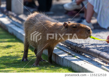 The docile capybaras interact closely with tourists at tourist attractions. 133212510