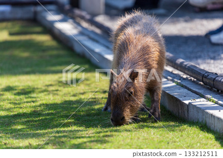 The docile capybaras interact closely with tourists at tourist attractions. 133212511