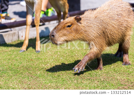 The docile capybaras interact closely with tourists at tourist attractions. The docile capybaras interact closely with tourists at tourist attractions. 133212514