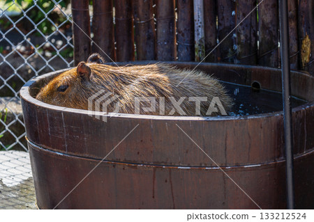 溫馴的水豚在觀光景點與遊客親近互動 133212524