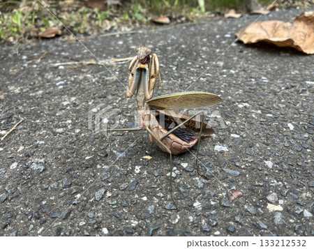 Threatening mantis Threatening mantis 133212532