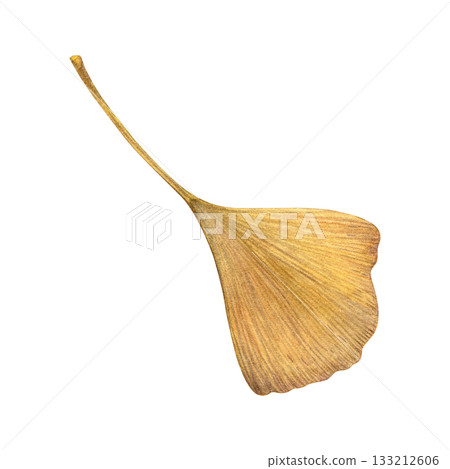 Watercolor painting of an autumn ochre ginkgo leaf on a white background. Good for postcards, books, invitations, greeting cards, wallpaper and textiles Watercolor painting of an autumn ochre ginkgo leaf on a white background. Good for postcards, books, invitations, greeting cards, wallpaper and textiles 133212606