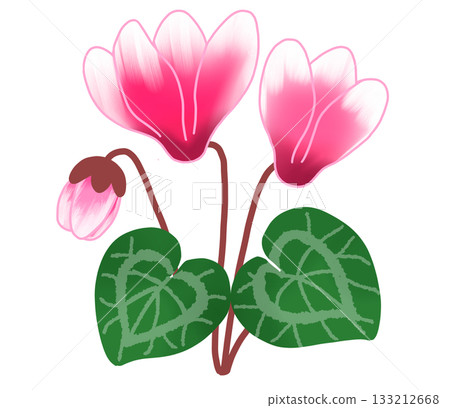 一朵美麗的粉白相間的仙客來花 133212668