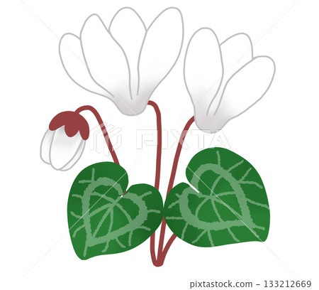 美麗的白色仙客來花 133212669