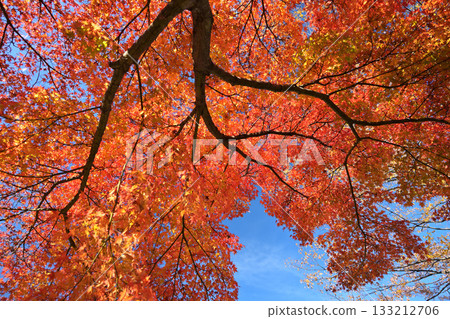 Maple leaves with blue sky and autumn leaves 133212706