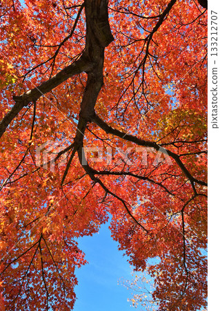 A large maple tree dyed bright red A large maple tree dyed bright red 133212707