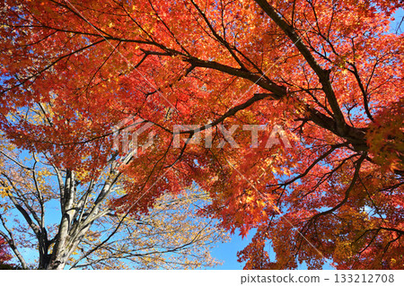 Bright red autumn leaves 133212708