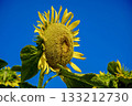 藍天和向日葵 藍天和向日葵 133212730