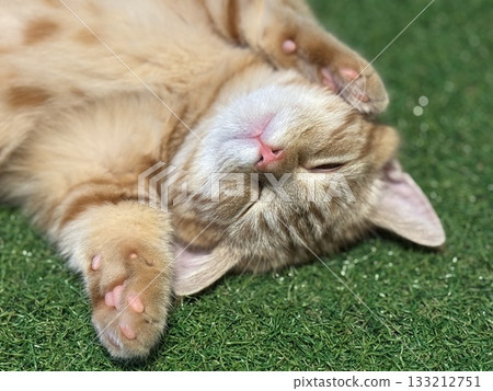 Kittens playing 133212751