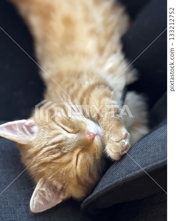 Sleeping kitten 133212752