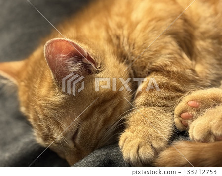 Sleeping kitten 133212753
