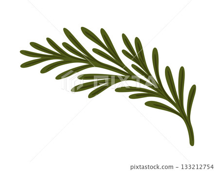 Rosemary branch. Vector isolated illustration Rosemary branch. Vector isolated illustration 133212754