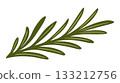 Rosemary branch. Vector isolated illustration 133212756