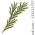 Rosemary branch. Vector isolated illustration 133212757