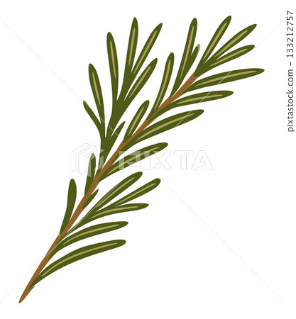 Rosemary branch. Vector isolated illustration 133212757