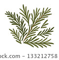 Rosemary branches. Vector isolated illustration 133212758
